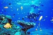 scube-diving-tiran