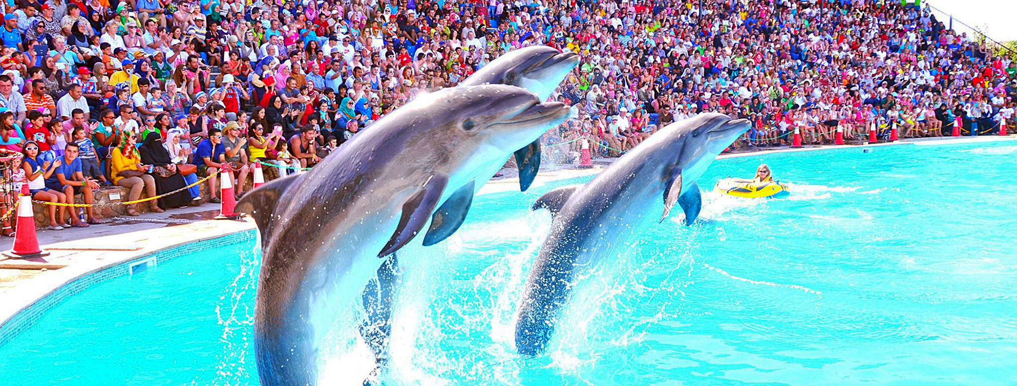 Dolphin show Sharm El Sheikh