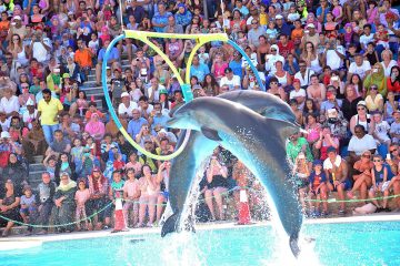 Dolphin-show-Sharm