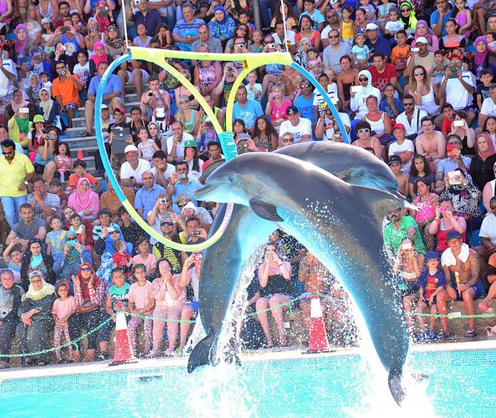 Dolphin-show-Sharm
