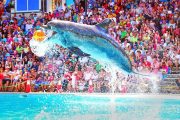 Dolphin-show-Sharm-El-Sheikh